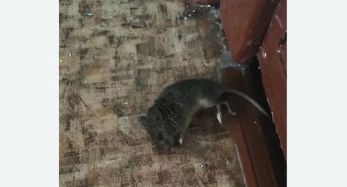 Дезинфекция от мышей в Сосногорске